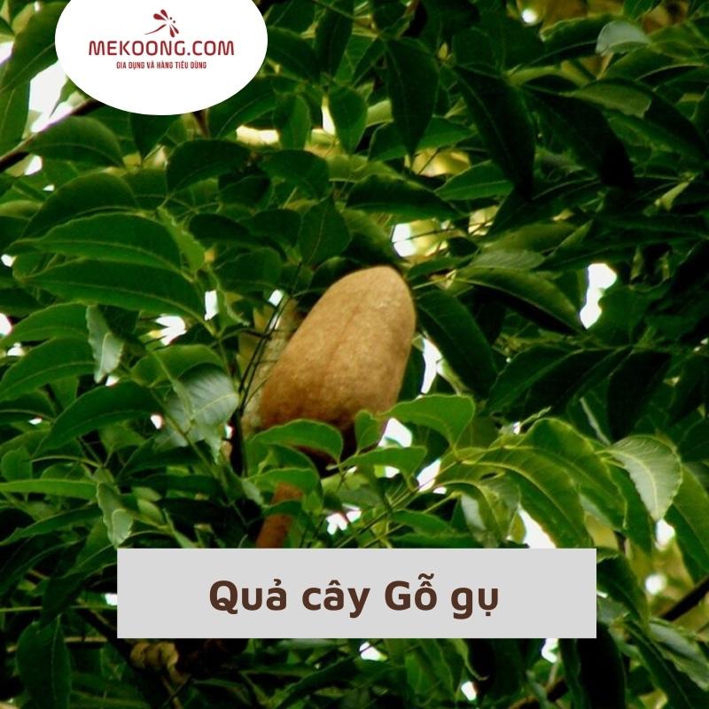 Quả cây Gỗ gụ