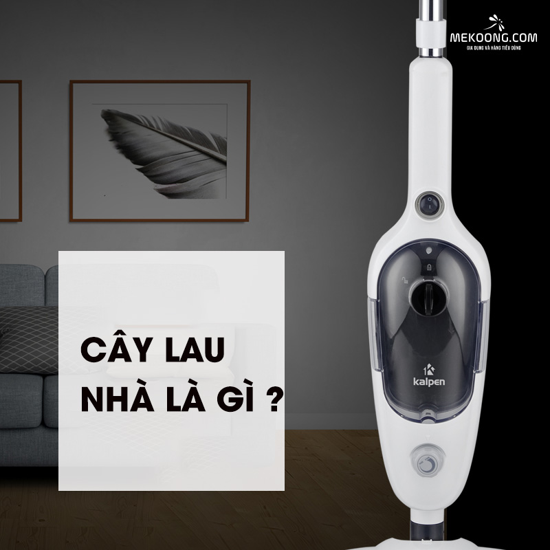 Cây lau nhà là gì?