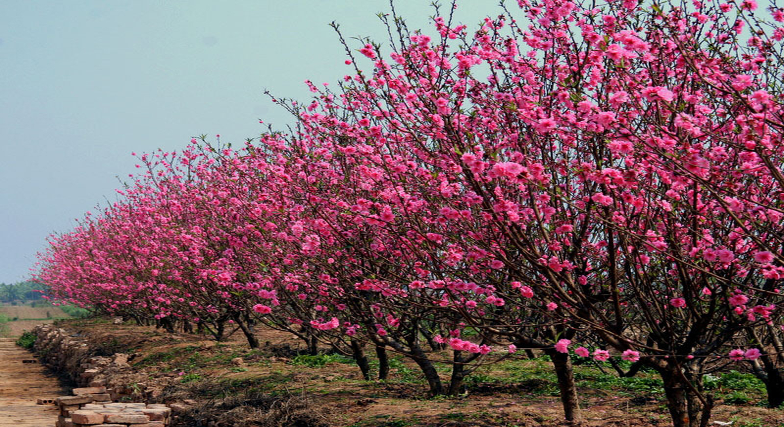 Hình Nền Mùa Xuân Hoa đào đẹp Nền, HD và Nền Cờ đẹp mùa xuân, hoa,  primavera để Tải Xuống Miễn Phí - Lovepik