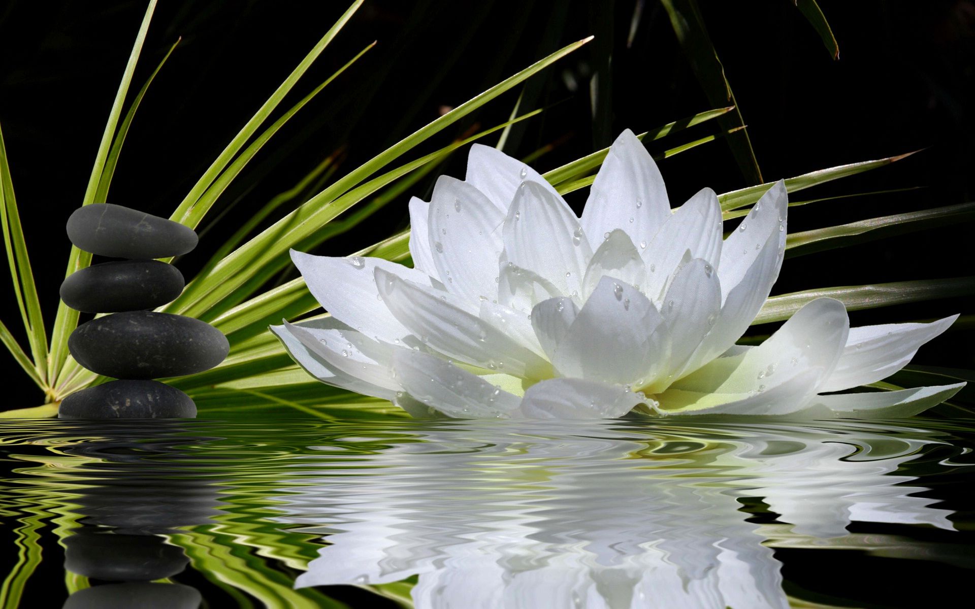 Hình ảnh hoa sen trắng động trên mặt nước