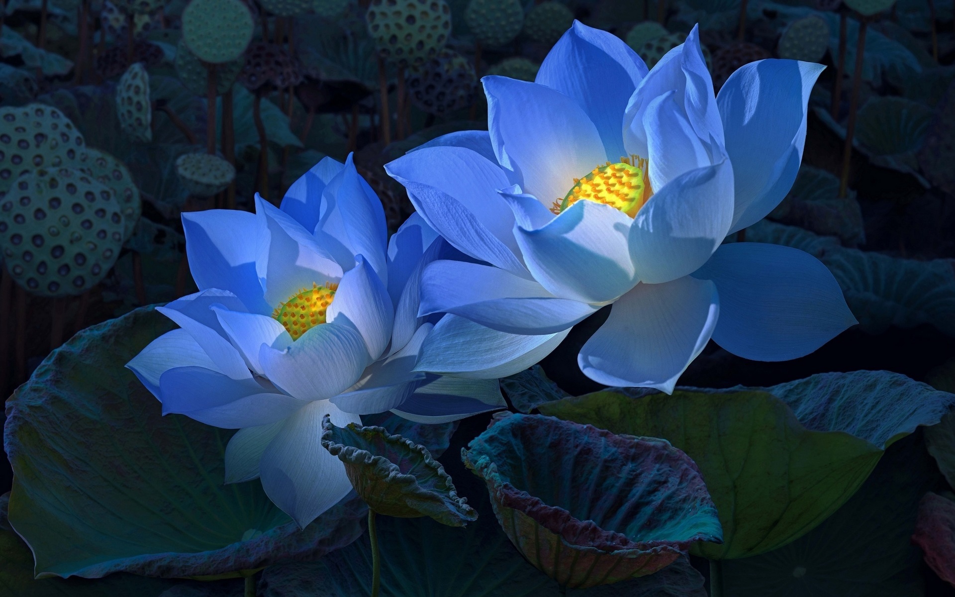 Top 99+ Hình nền Hoa Sen đẹp Full HD, 4K, chất ngầu nhất 47 | Lotus flower  pictures, Lotus flower art, Flower painting