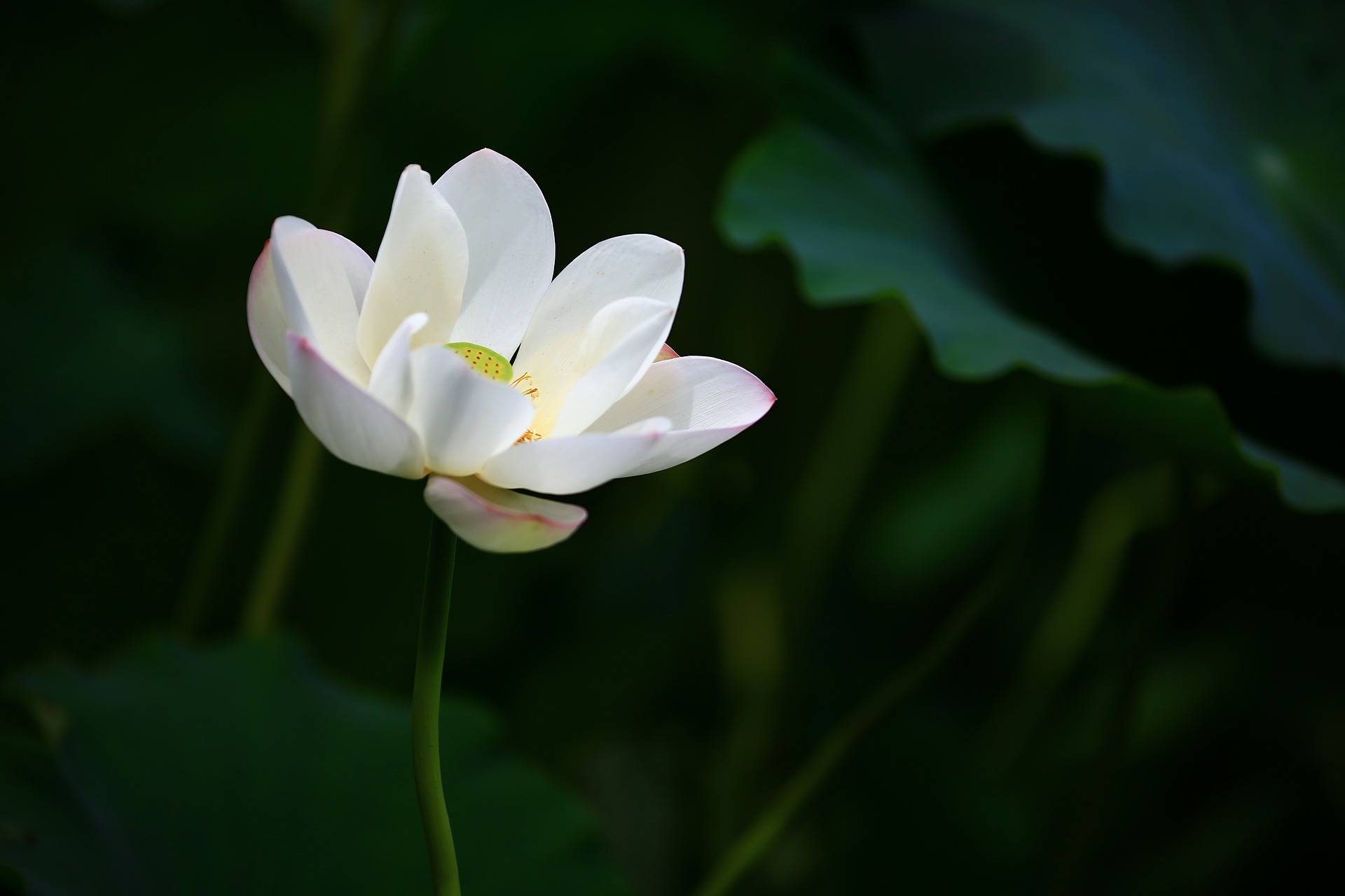 Hoa sen trắng mang màu sắc buồn