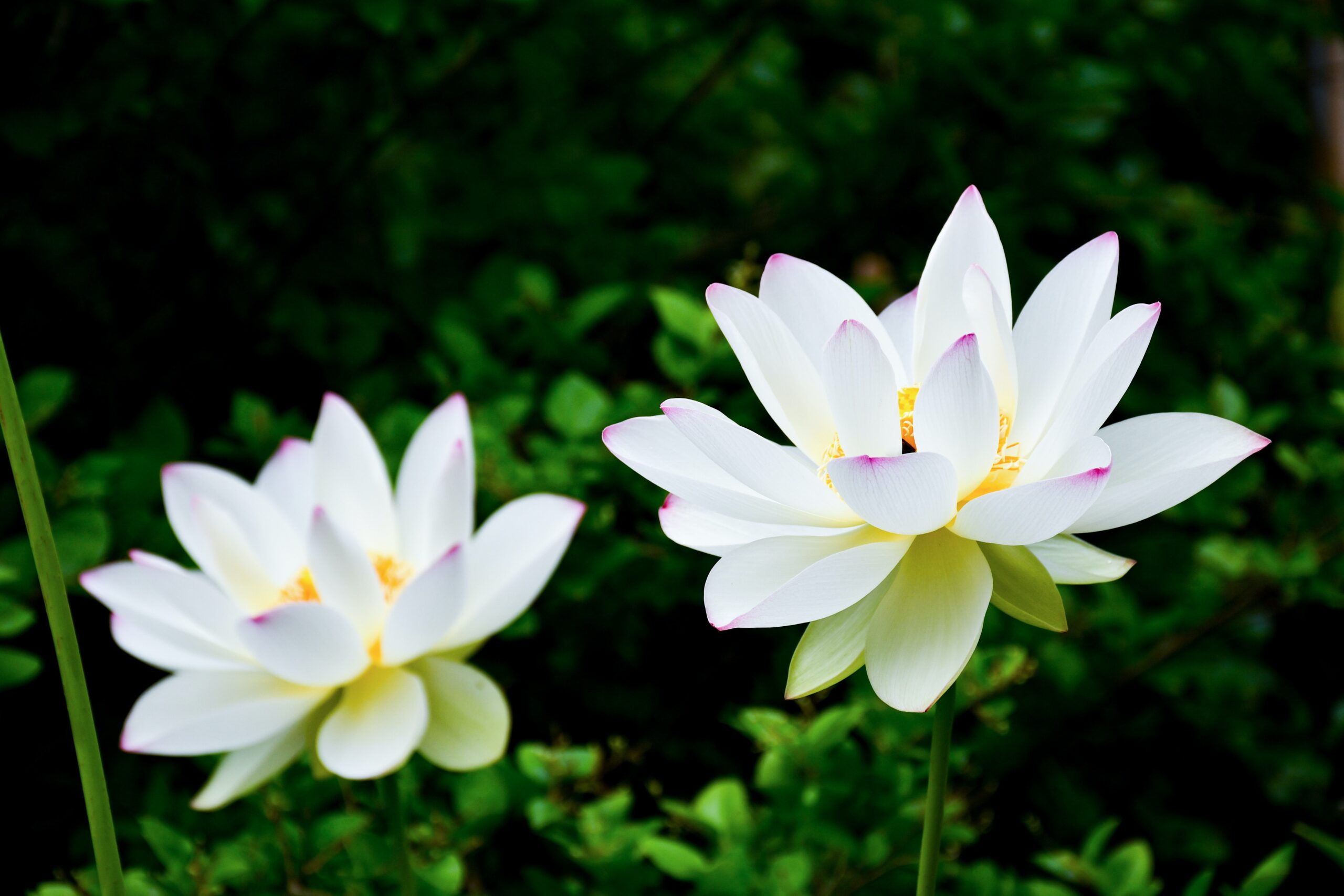 Hoa sen trắng mang phong cách u sầu