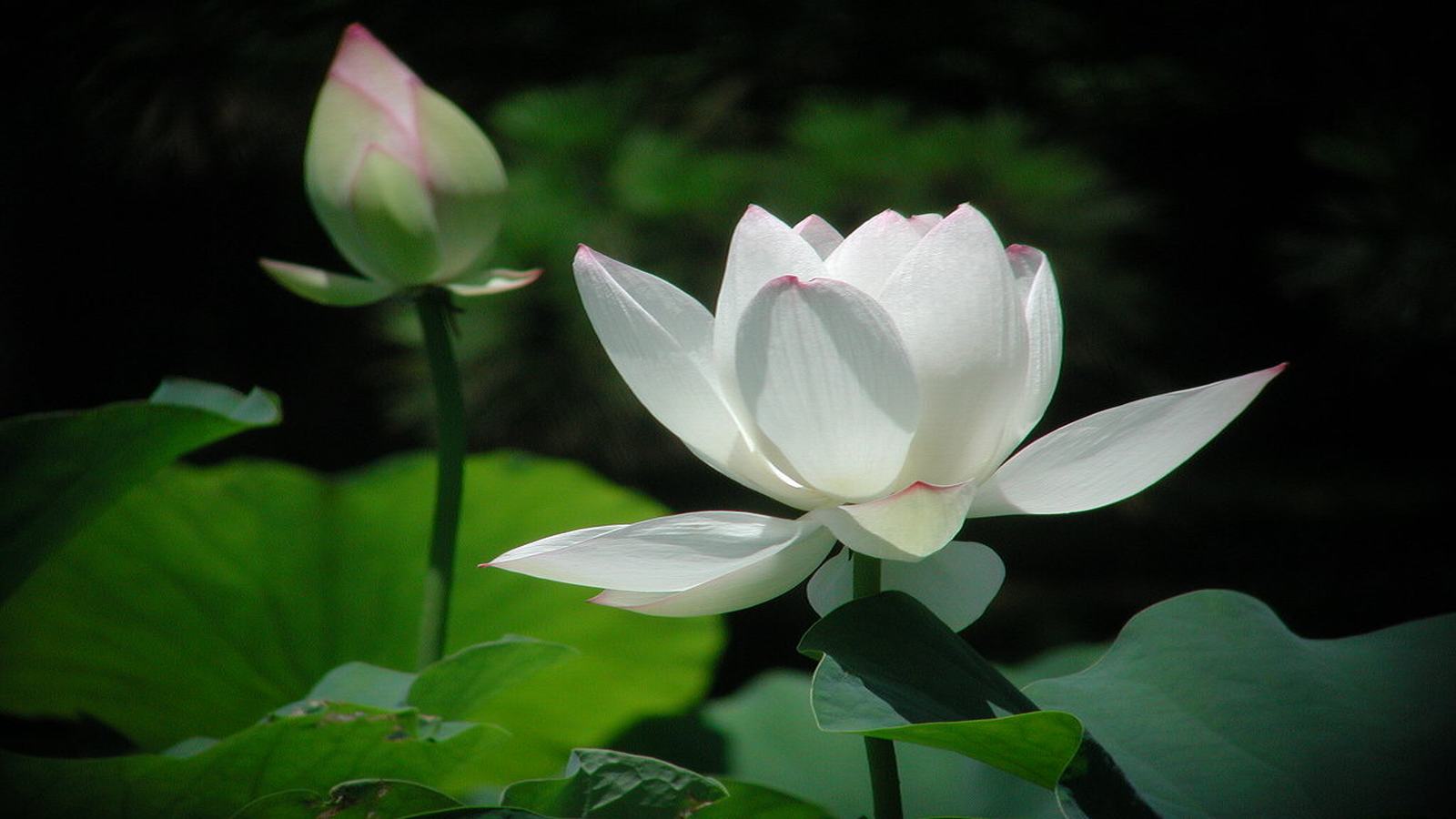 Những hình ảnh hoa sen trắng đẹp