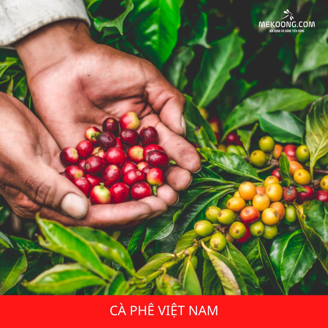 Cà phê Việt Nam