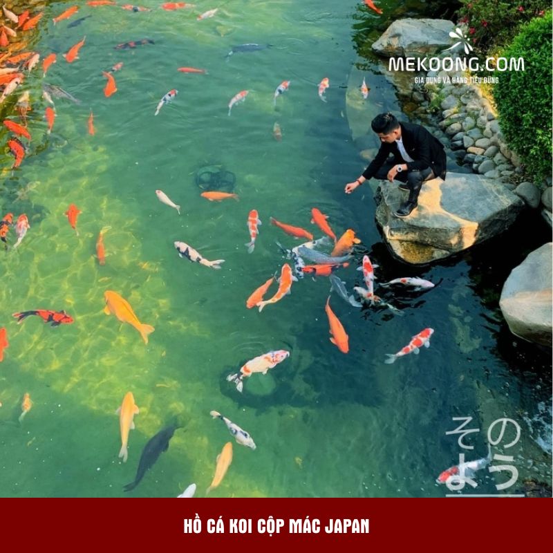 Hồ cá Koi cộp mác Japan