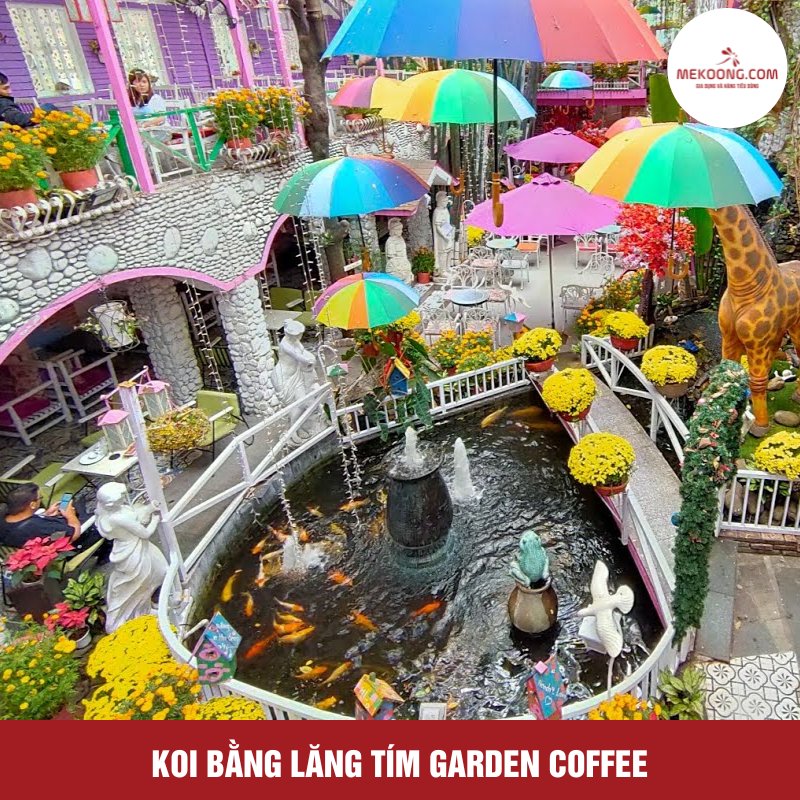 Koi Bằng lăng tím Garden Coffee 