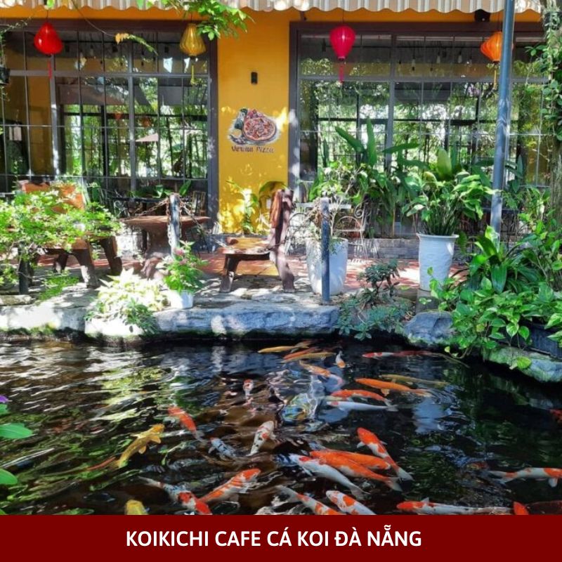 Koikichi Cafe cá koi Đà Nẵng 