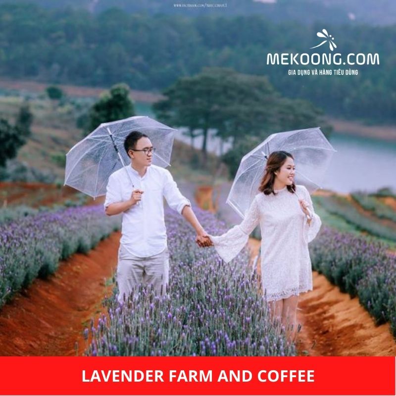 Lavender Farm and Coffee