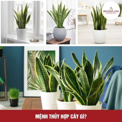 Mệnh Thủy hợp cây gì?