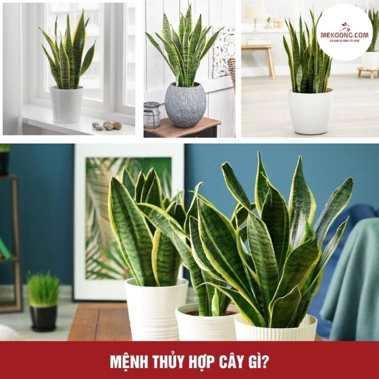 Mệnh Thủy hợp cây gì?