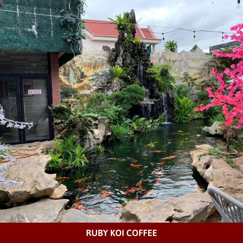 Ruby Koi Coffee – Sinh Vật Cảnh