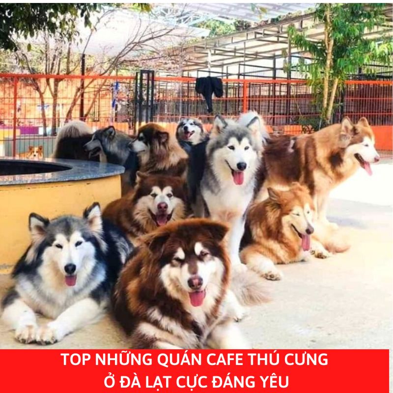 TOP những quán cafe thú cưng ở Đà Lạt cực đáng yêu