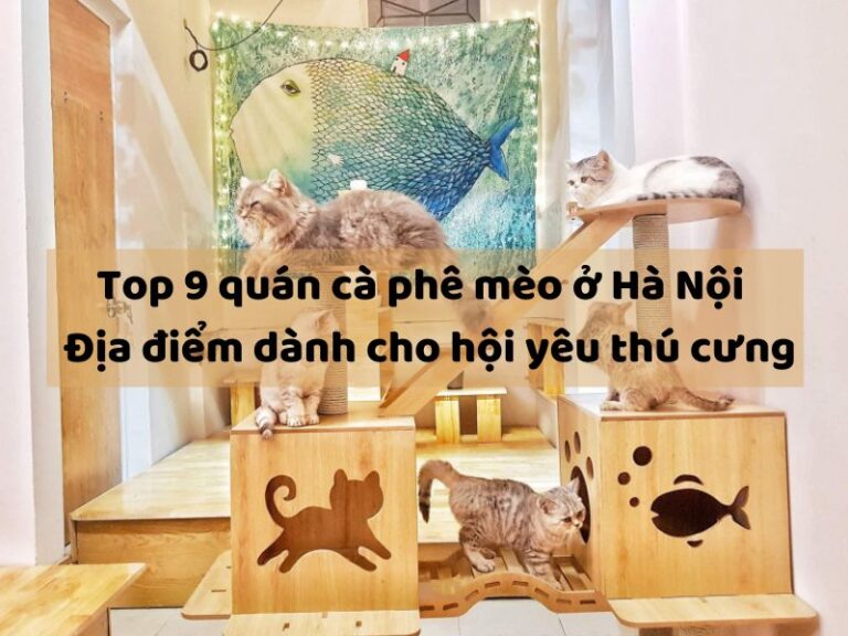Top 9 quán cà phê mèo ở Hà Nội - địa điểm dành cho hội yêu thú cưng
