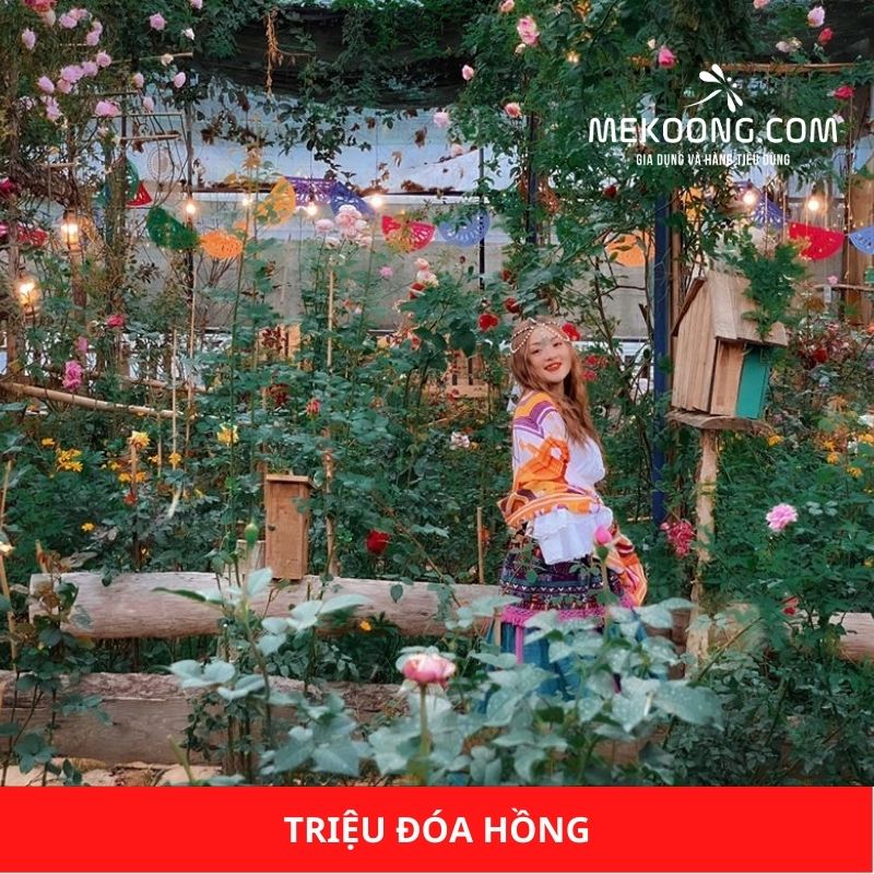 Triệu Đóa Hồng