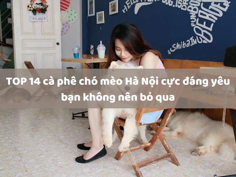 TOP 14 quán cà phê chó mèo Hà Nội cực đáng yêu, bạn không nên bỏ qua