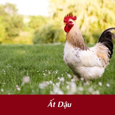 tuổi Ất Dậu