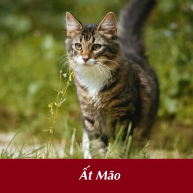 tuổi Ất Mão