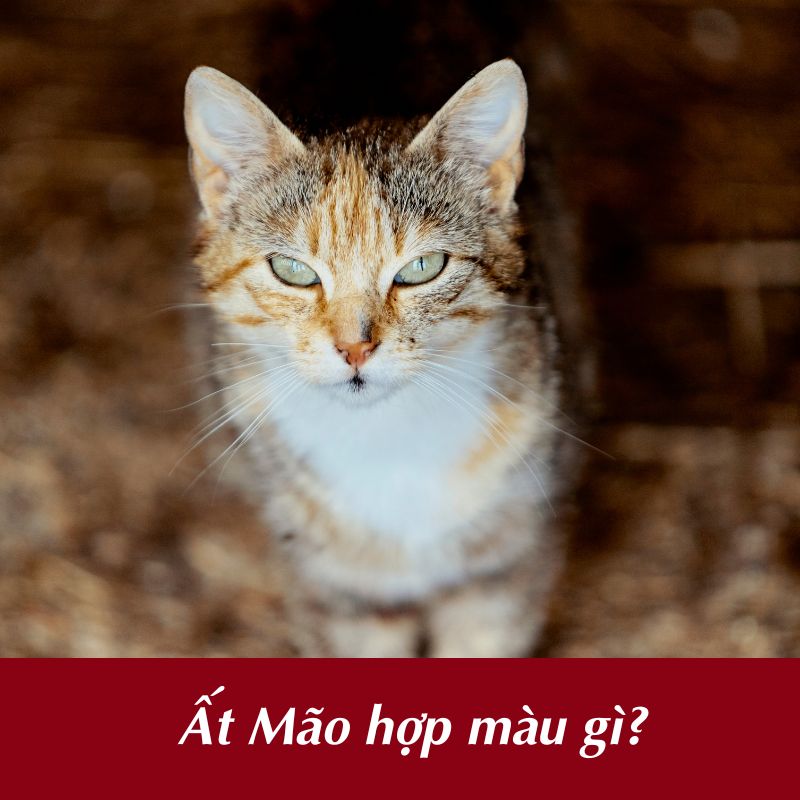 Ất Mão hợp màu gì?