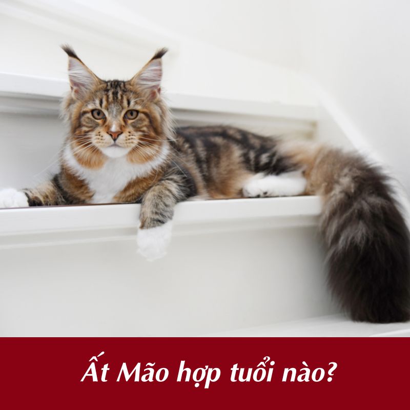 Ất Mão hợp tuổi gì? 