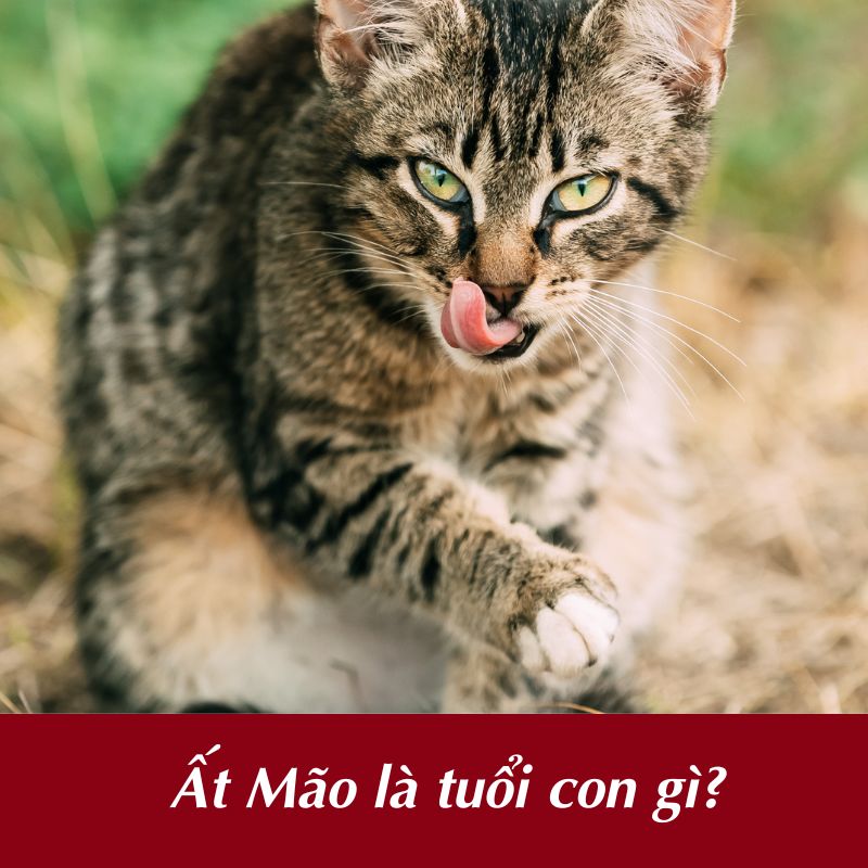 Ất Mão là tuổi con gì?