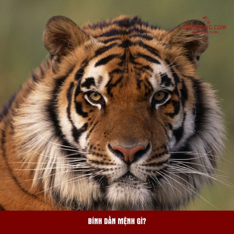 Bính Dần mệnh gì?