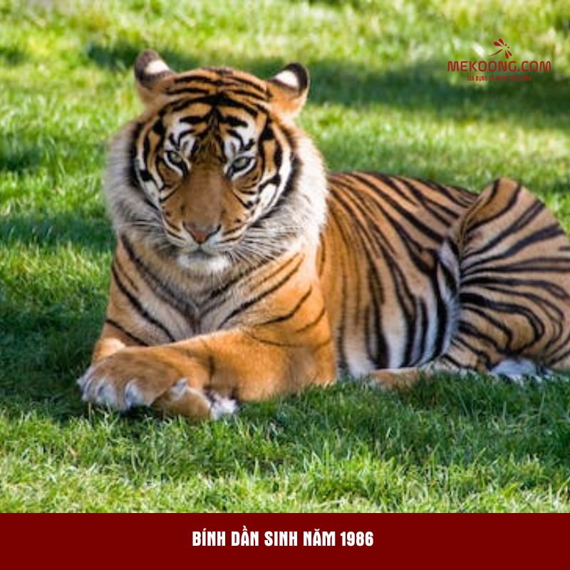 Bính Dần sinh năm 1986 