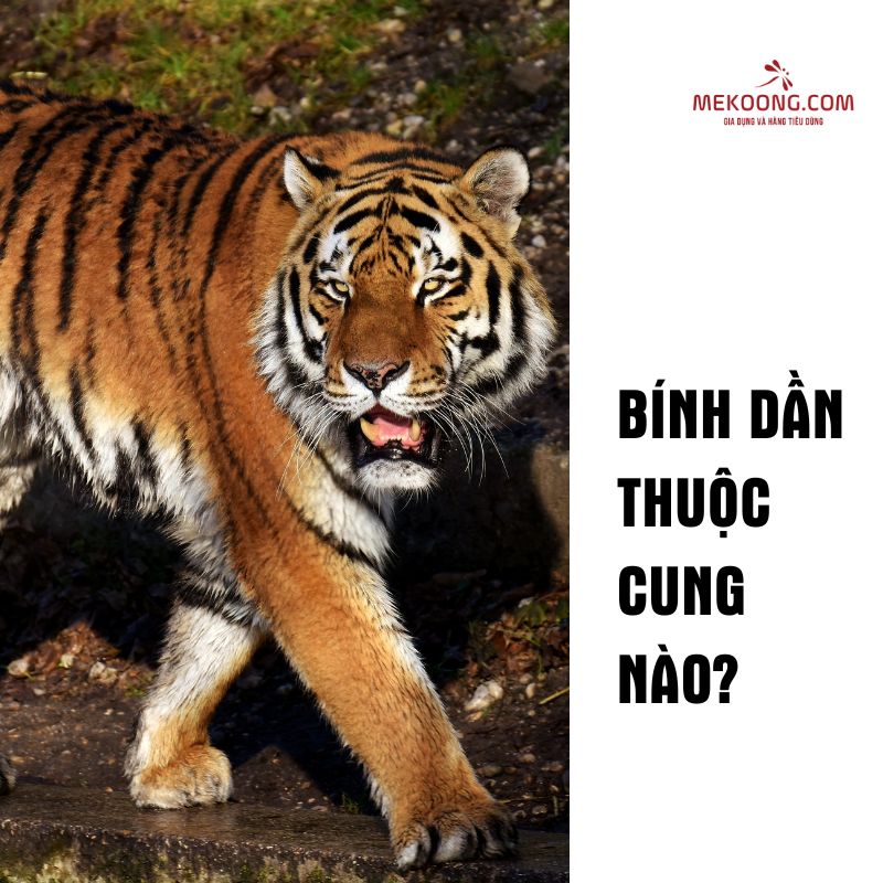 Bính Dần thuộc cung nào?