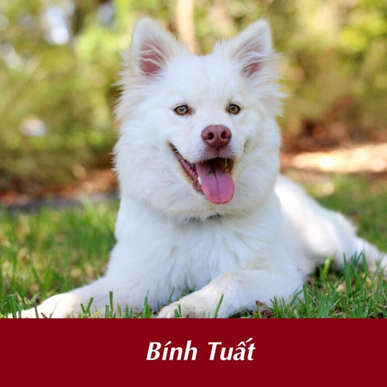tuổi Bính Tuất