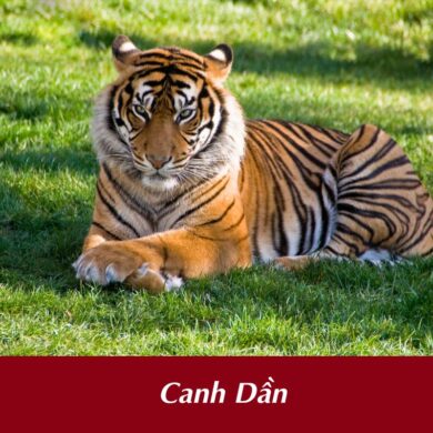 Tuổi Canh Dần