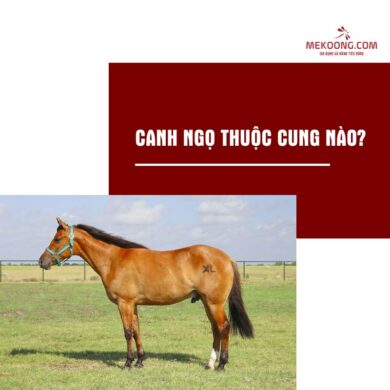 Canh Ngọ thuộc cung nào