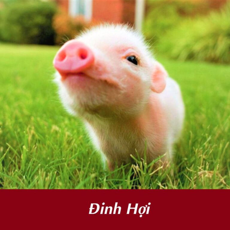 Tuổi Đinh Hợi