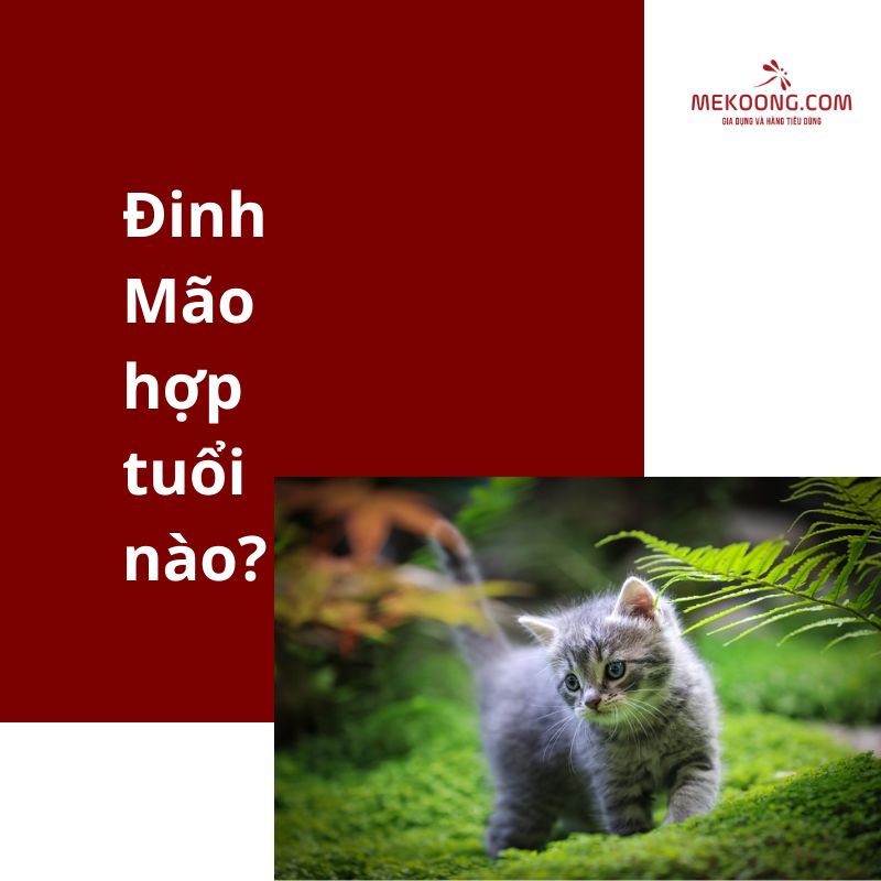 Đinh Mão hợp tuổi nào