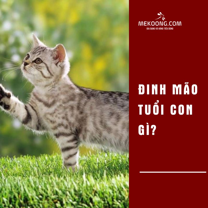 Đinh Mão tuổi con gì