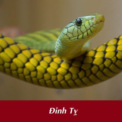 Tuổi Đinh Tỵ