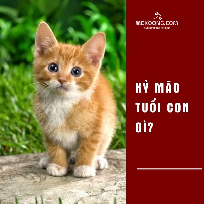 Kỷ Mão tuổi con gì?