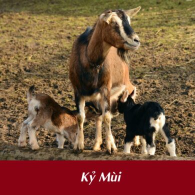 Tuổi Kỷ Mùi