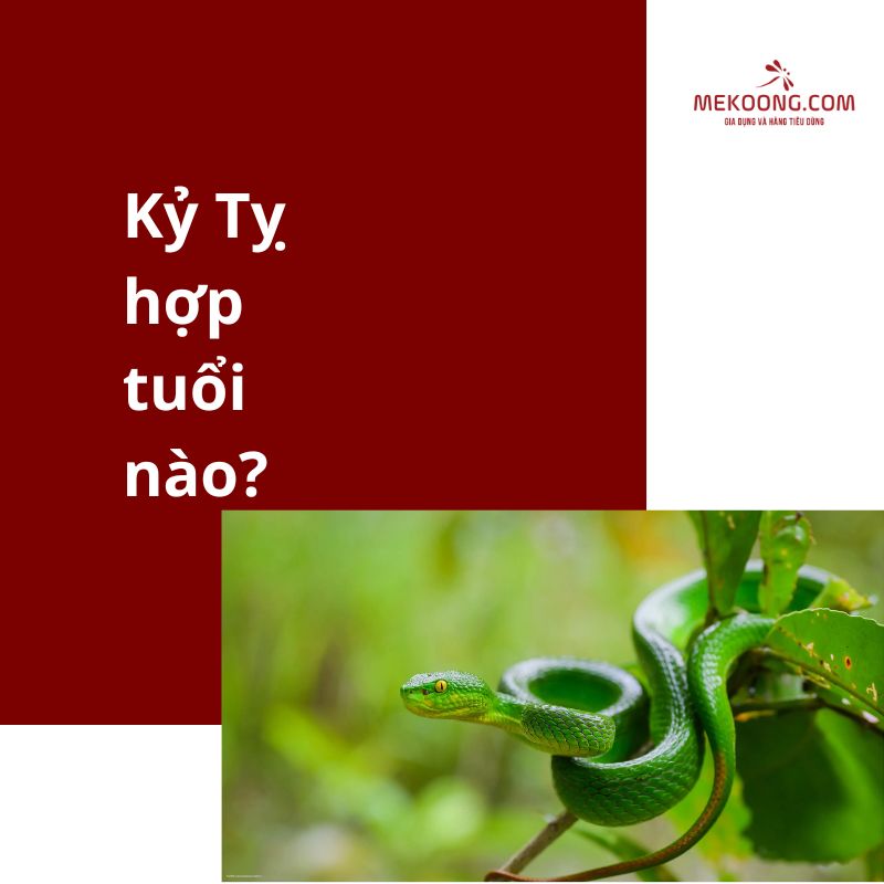 Kỷ Tỵ hợp tuổi nào