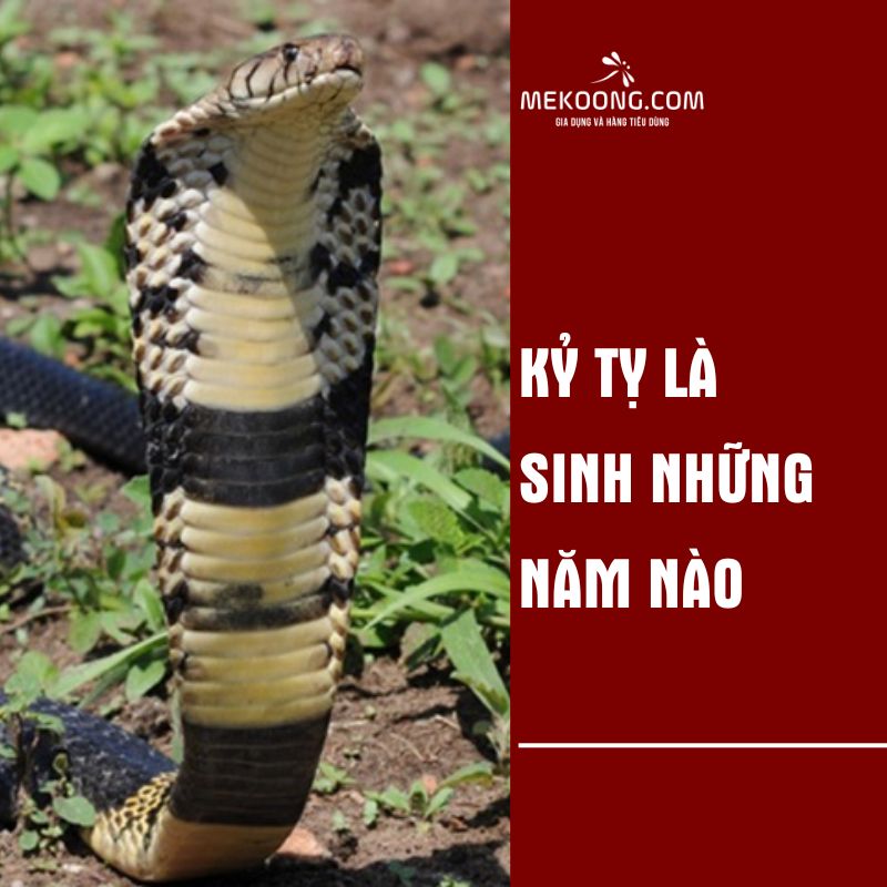 Kỷ Tỵ là sinh những năm nào