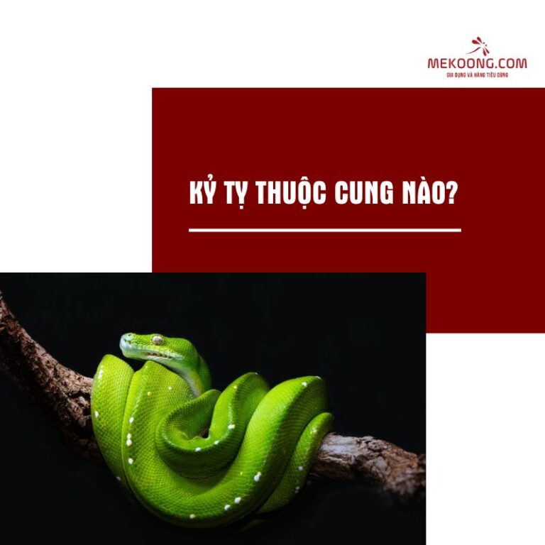 Kỷ Tỵ thuộc cung nào