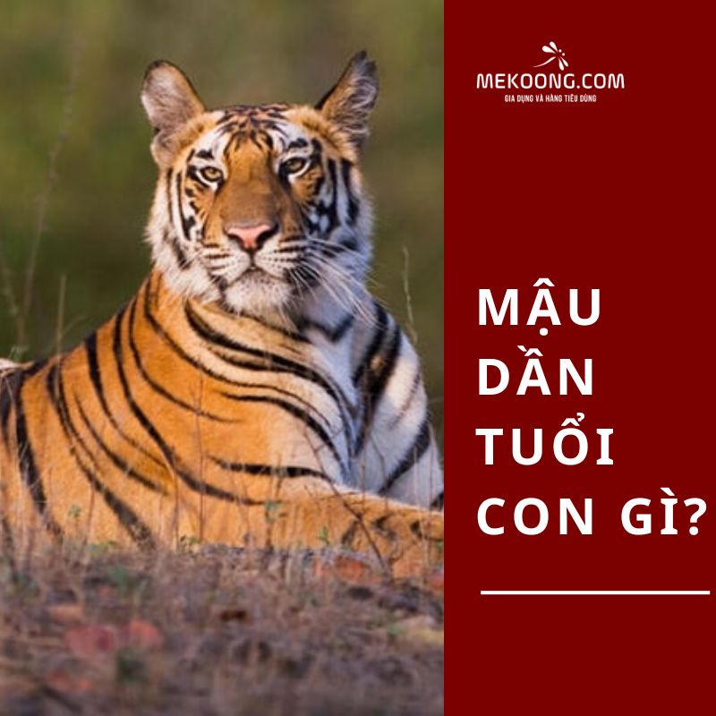 Mậu Dần tuổi con gì?