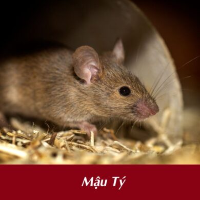 Tuổi Mậu Tý