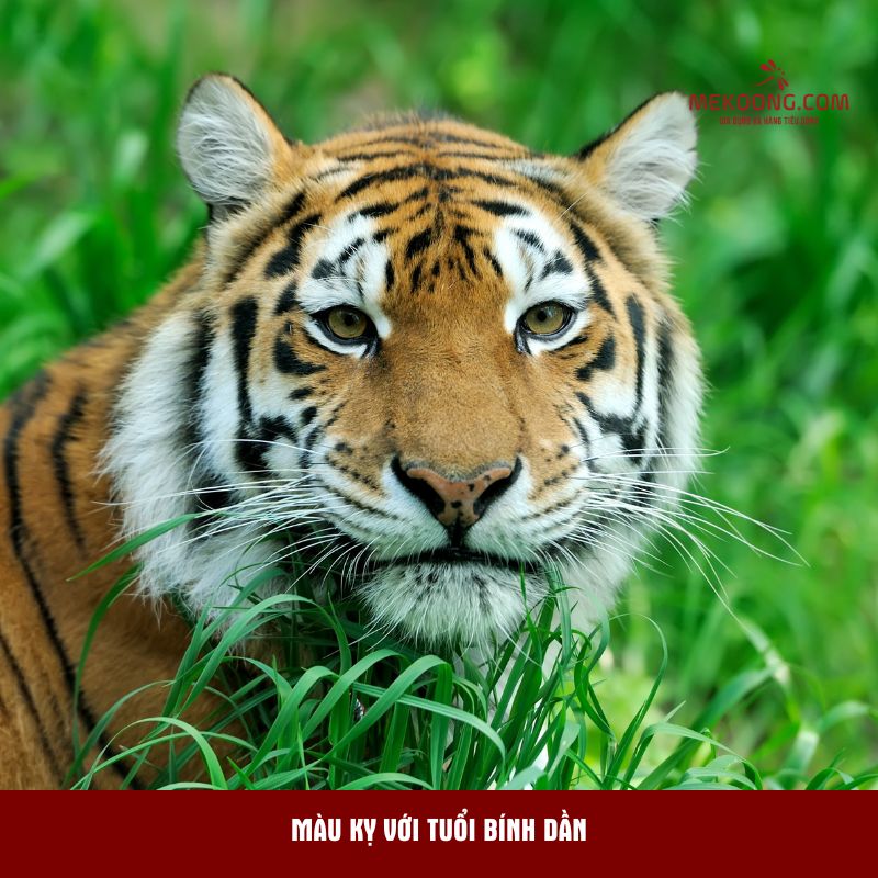 Màu kỵ với tuổi Bính Dần