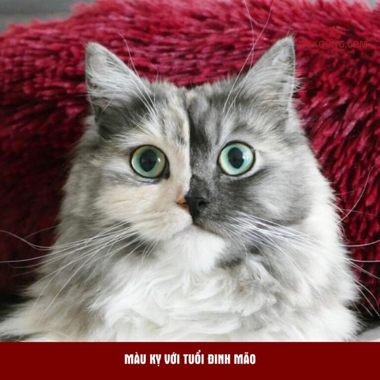 Màu kỵ với tuổi Đinh Mão