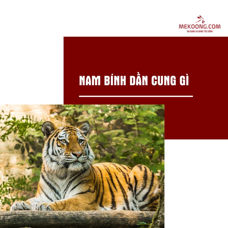 Nam Bính Dần cung gì