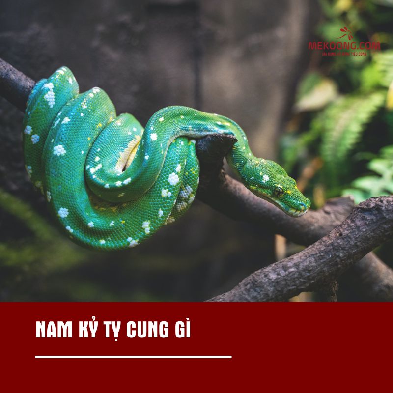 Nam Kỷ Tỵ cung gì