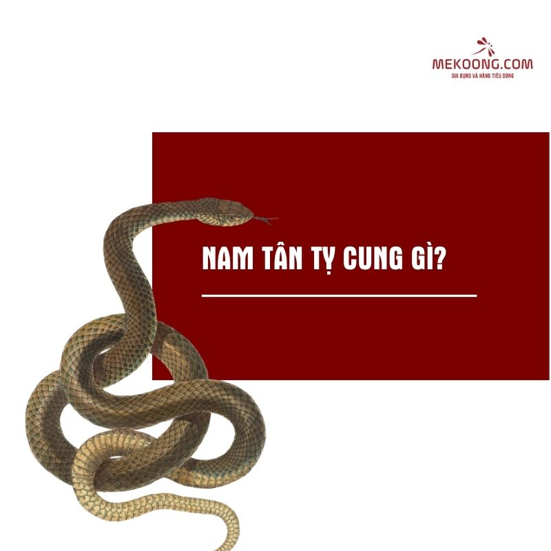 Nam Tân Tỵ cung gì?