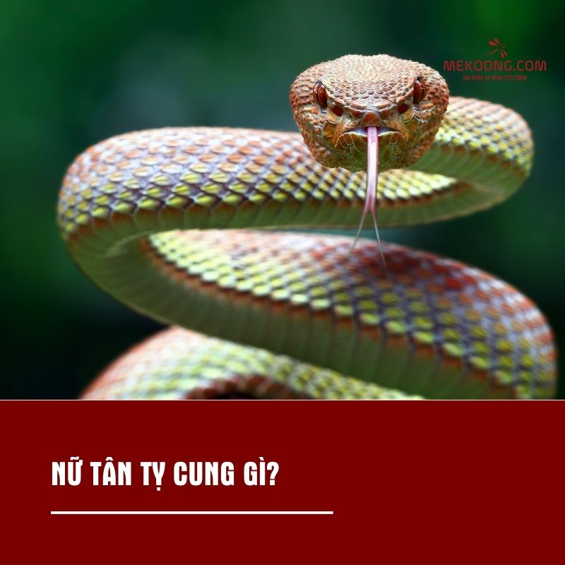 Nữ Tân Tỵ cung gì?