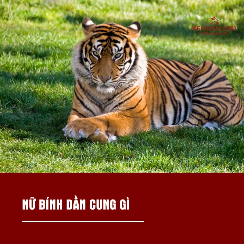 Nữ Bính Dần cung gì