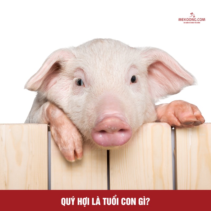 Quý Hợi là tuổi con gì?